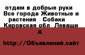 отдам в добрые руки - Все города Животные и растения » Собаки   . Кировская обл.,Леваши д.